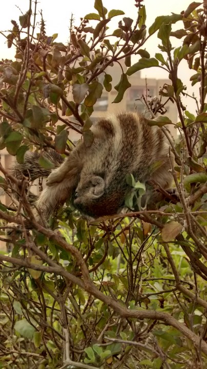 3 Yogi Gileriswamy in aerial Uttanasana