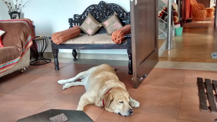 Tiger doing his Think Tank act